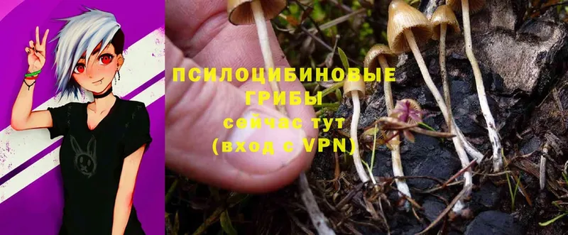 Псилоцибиновые грибы Cubensis  Алексеевка 